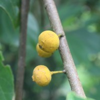 Ficus exasperata Vahl